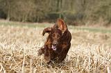 SETTER IRLANDAIS 364